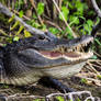 Gator grin