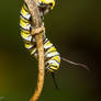 Monarch caterpillar 1