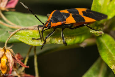 Milkweed Bug