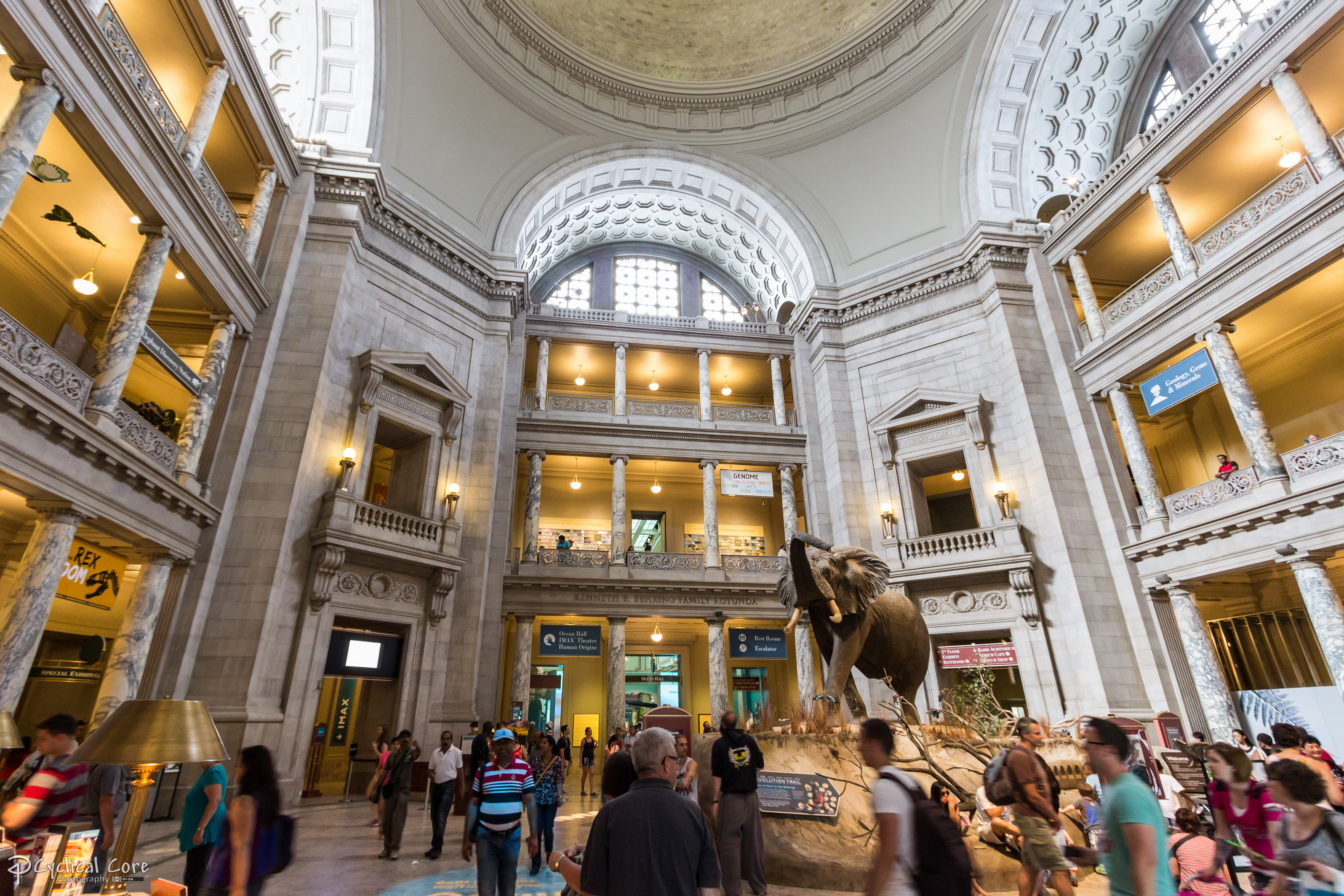 Smithsonian Mueseum of Natural History rotunda