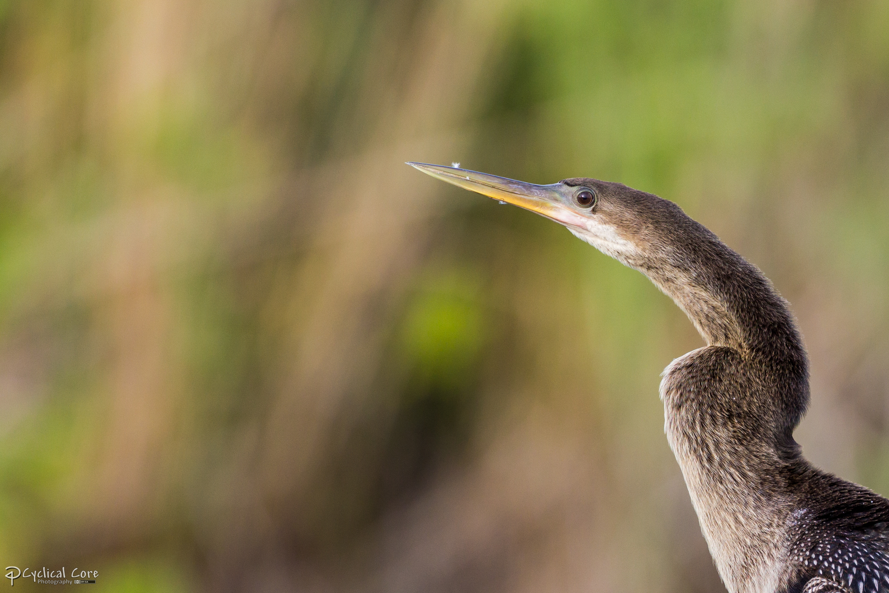 Young anhinga