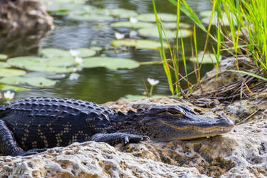 another_small_gator_sunning_by_cyclicalcore_d7ou9gh-250t.jpg
