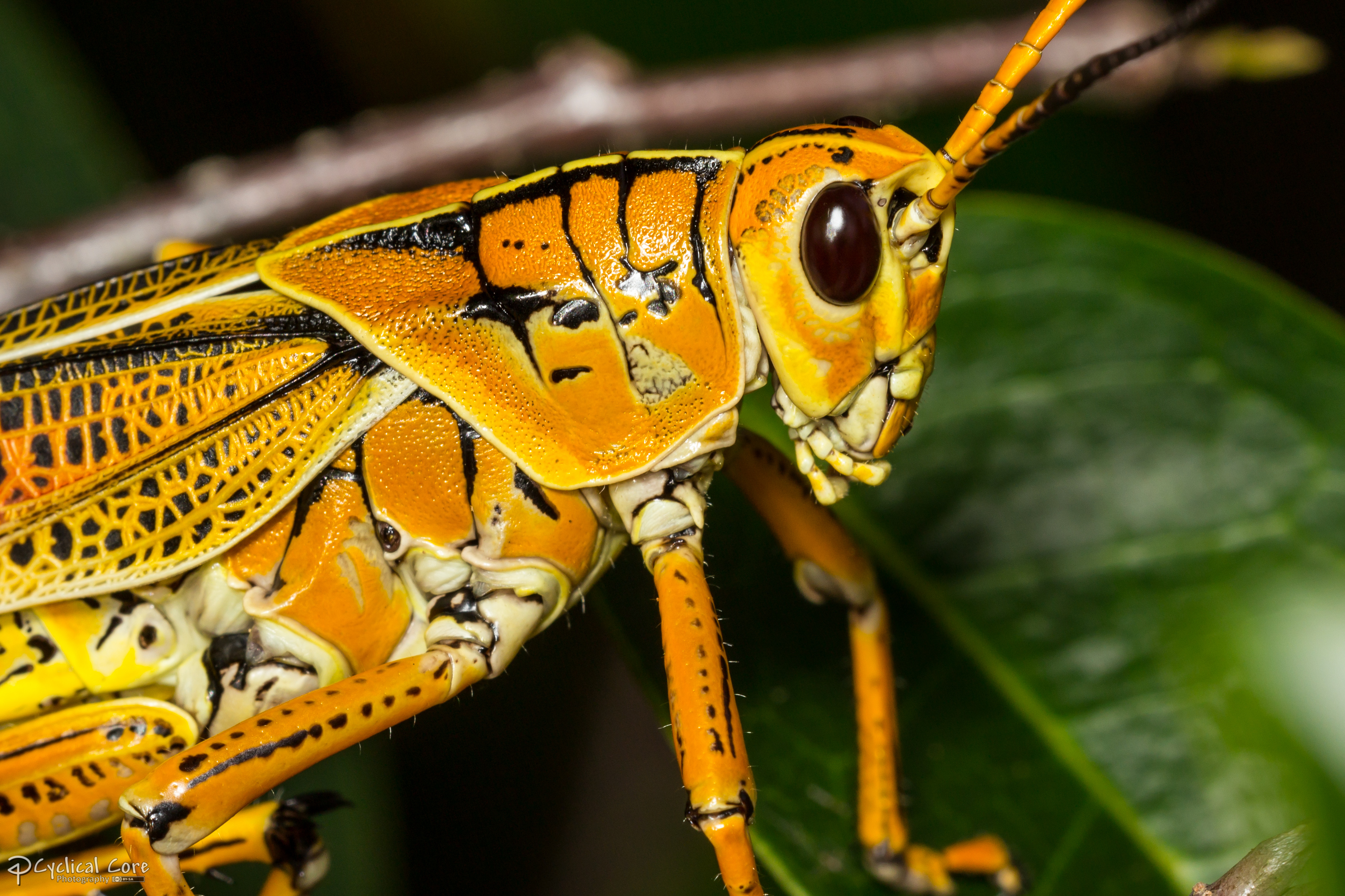 Eastern lubber grasshopper side view