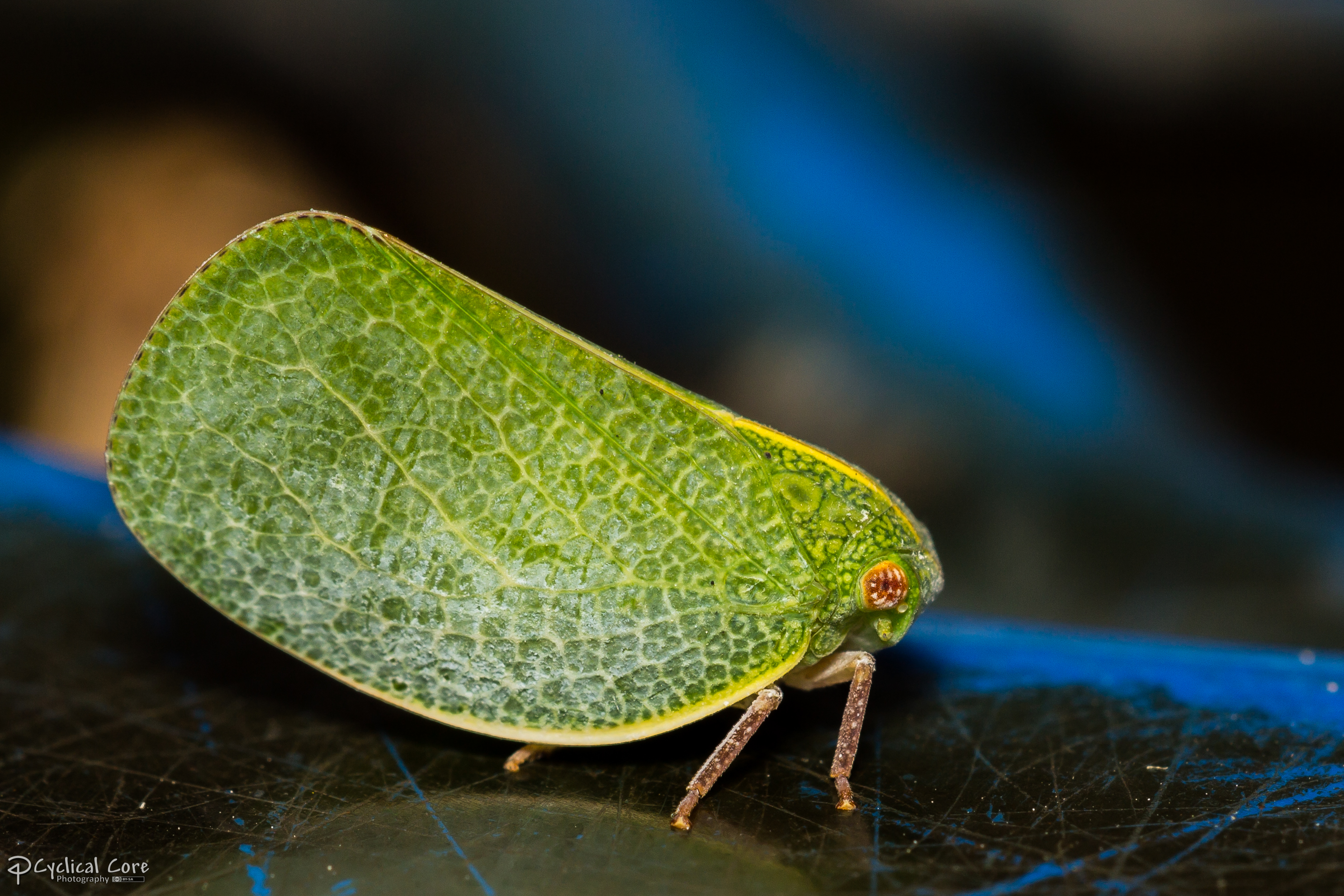 Green treehopper?