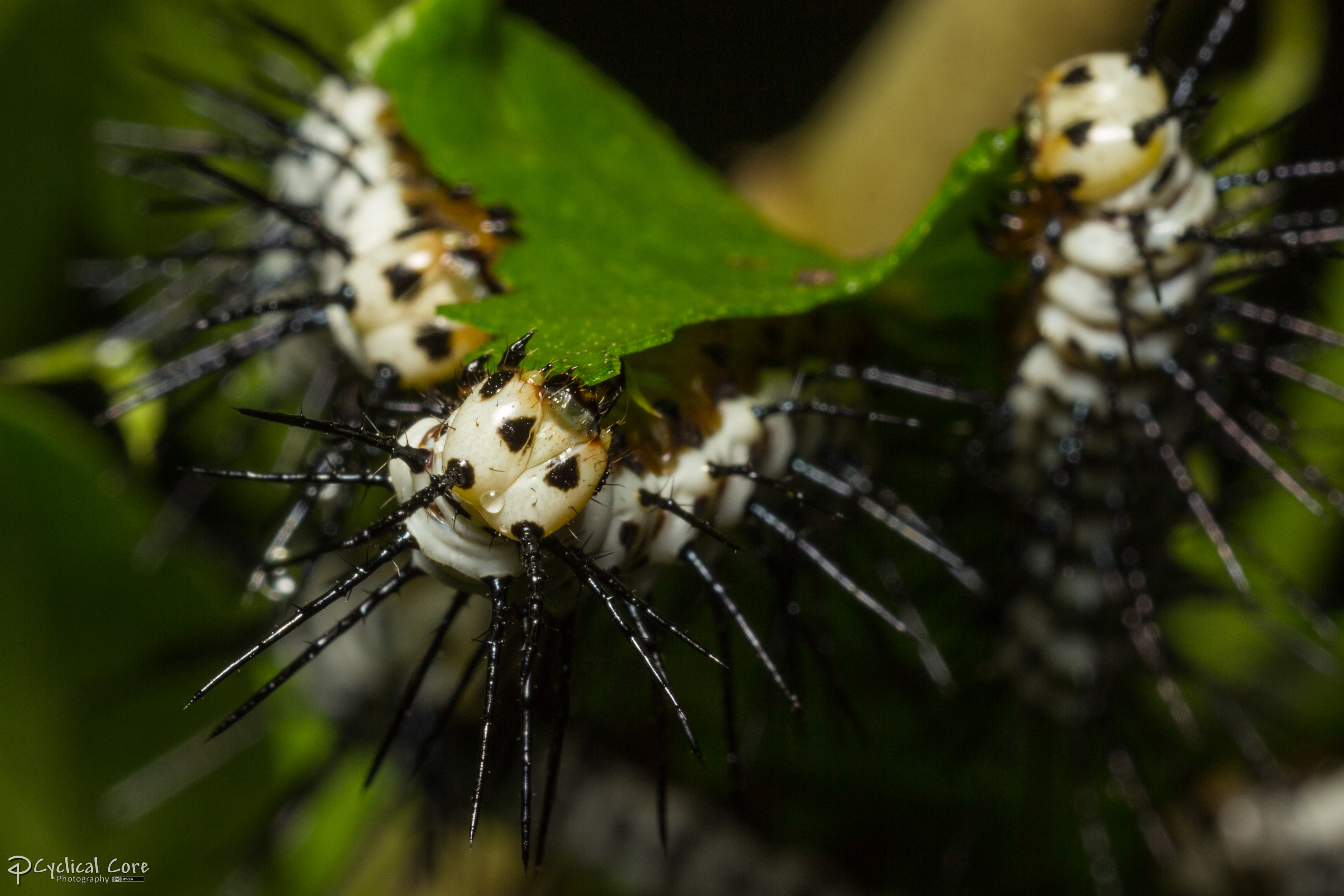 Zebra longwing caterpillars eating