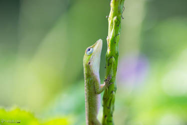 Baby green anole by CyclicalCore