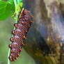 Giant caterpillar full view