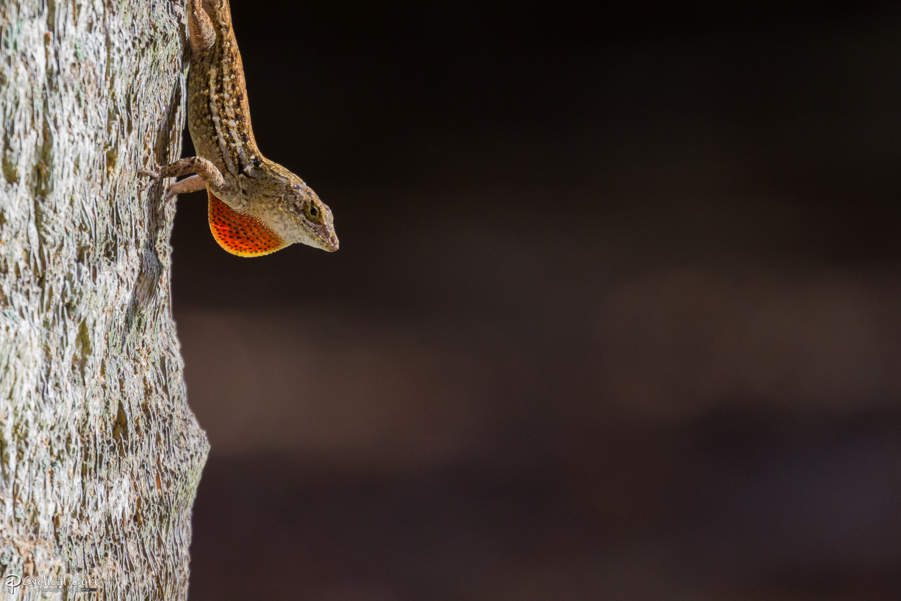 Another eastern FL coast brown anole