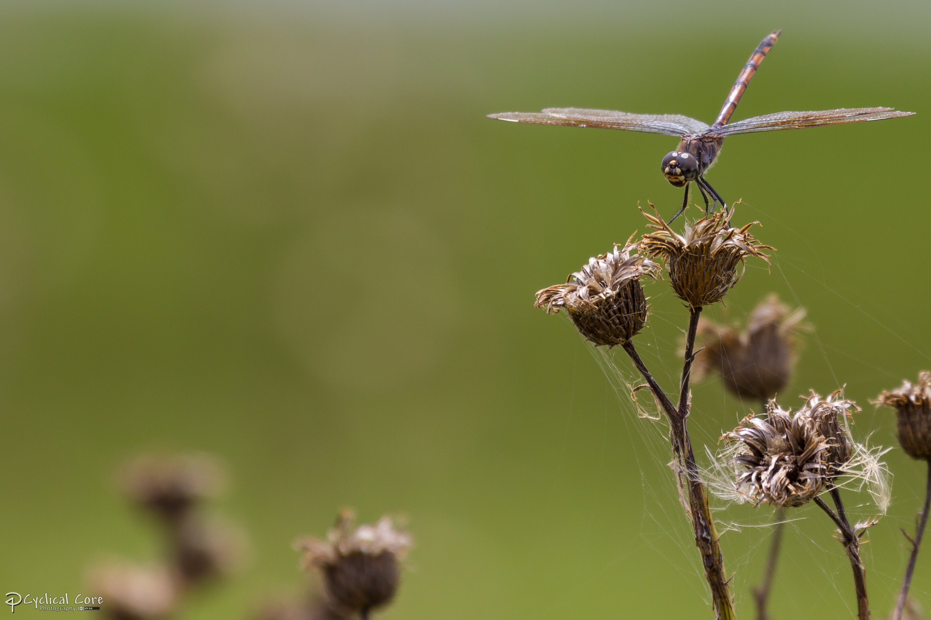 Dragonfly on dead flowers