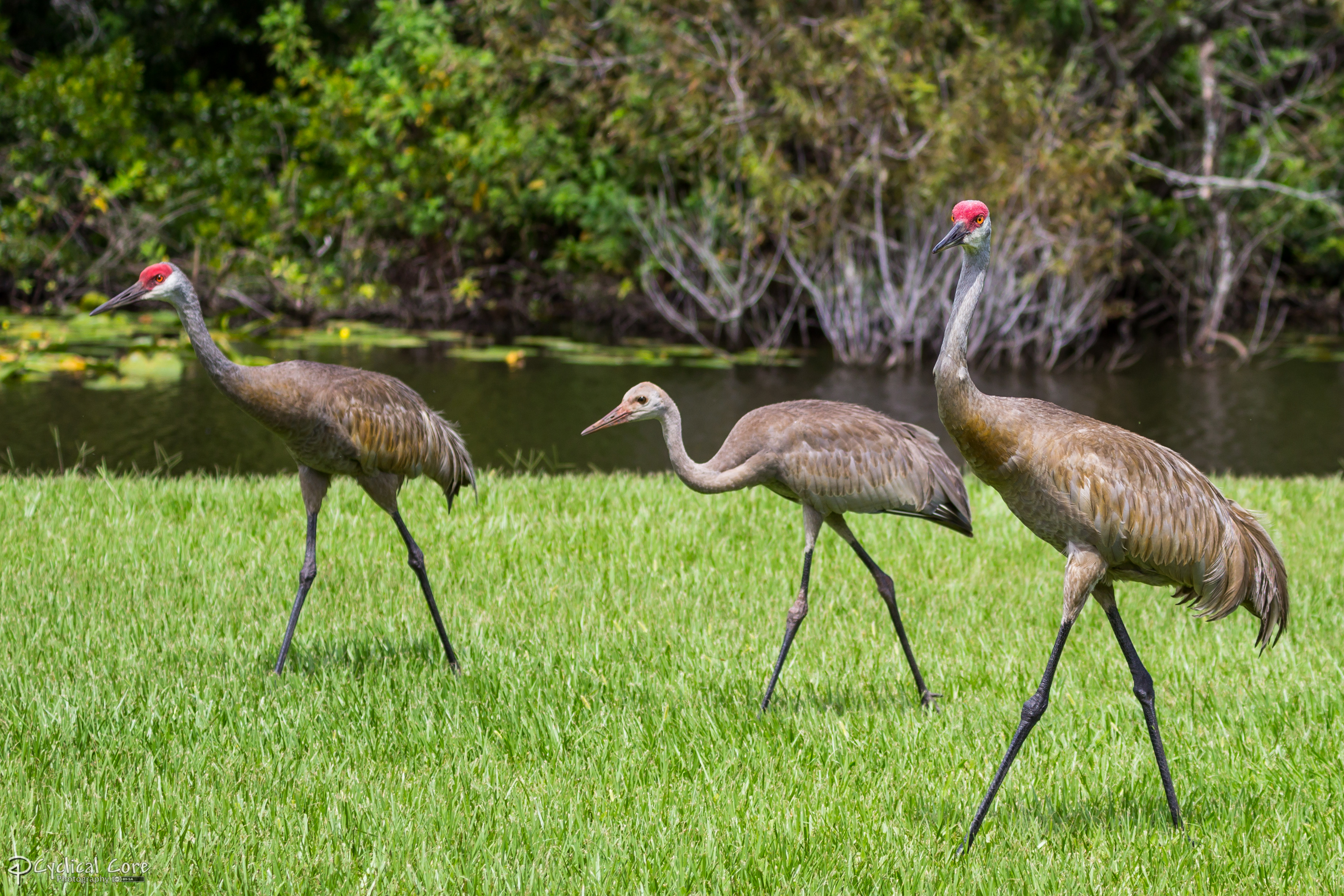 Sandhill crane family