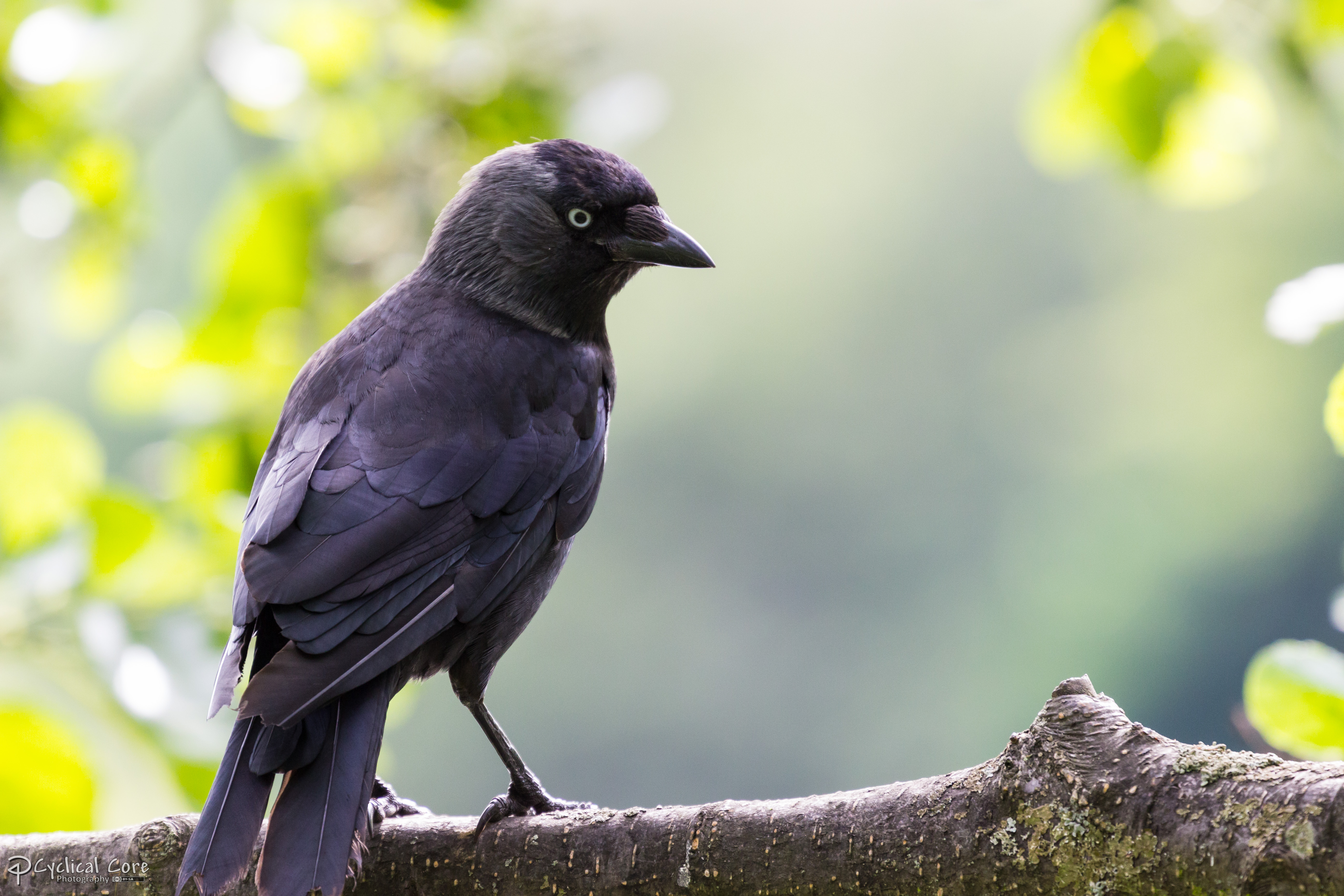 Jackdaw 1