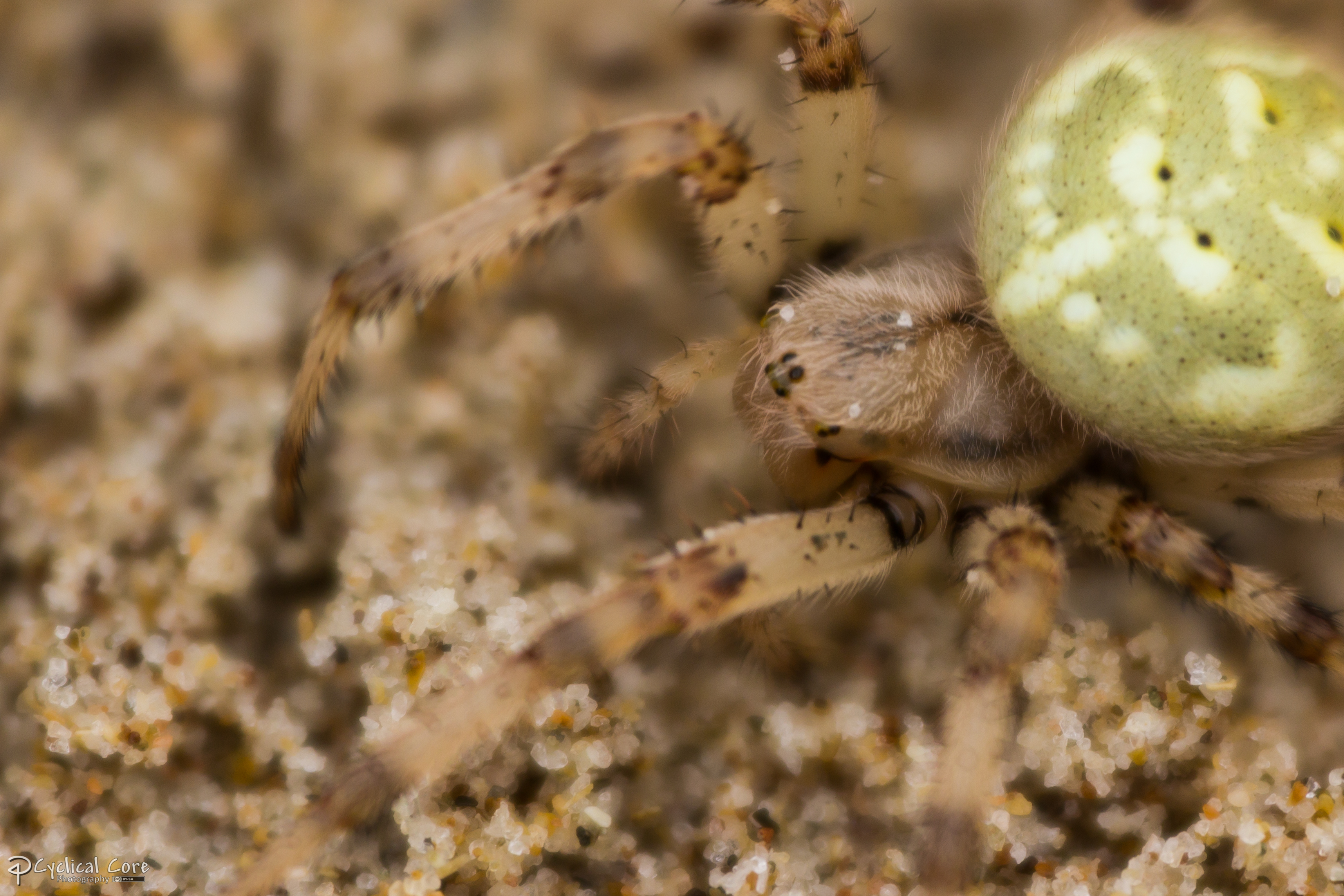 Cucumber spider 3