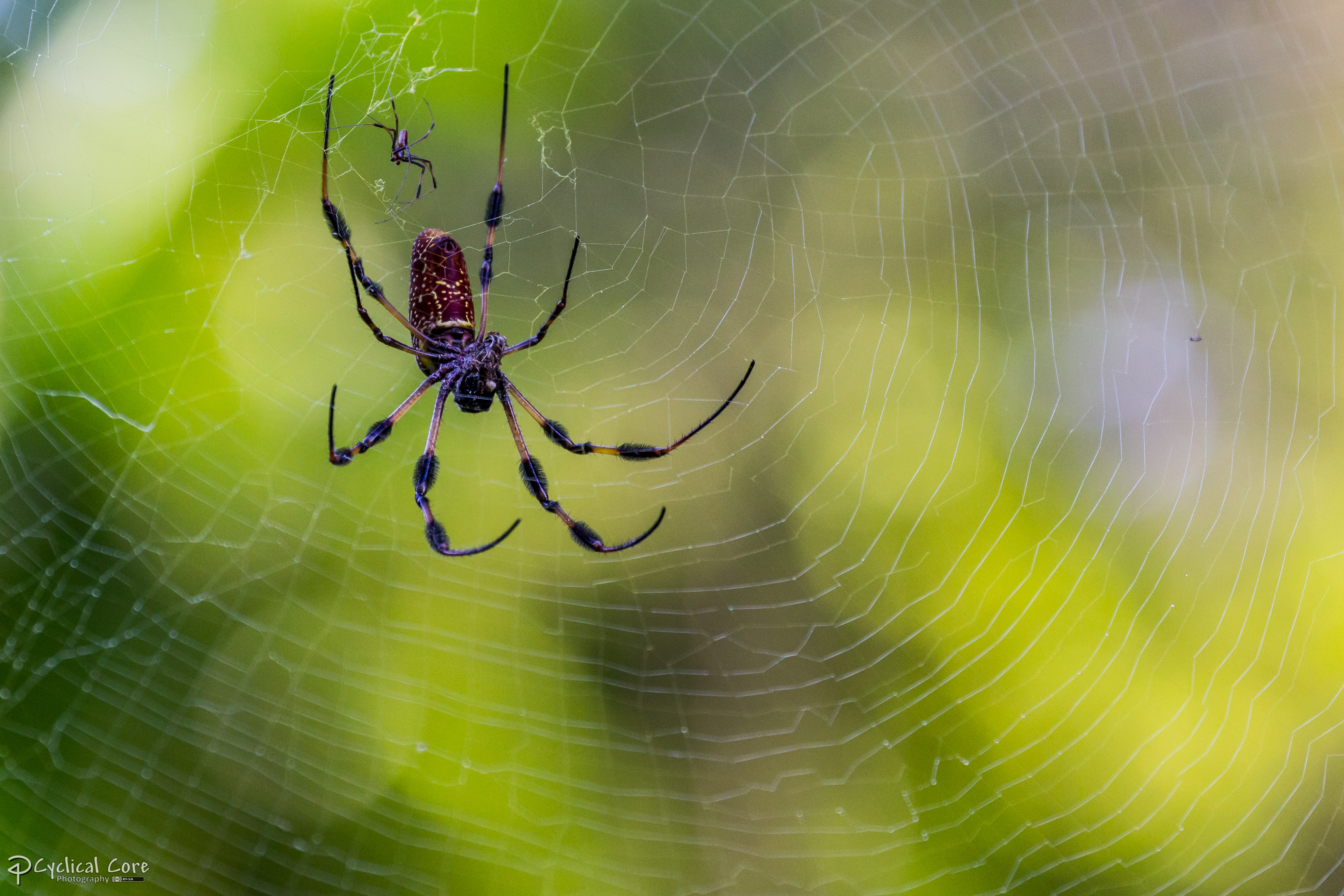 Pair of golden silk orbweavers