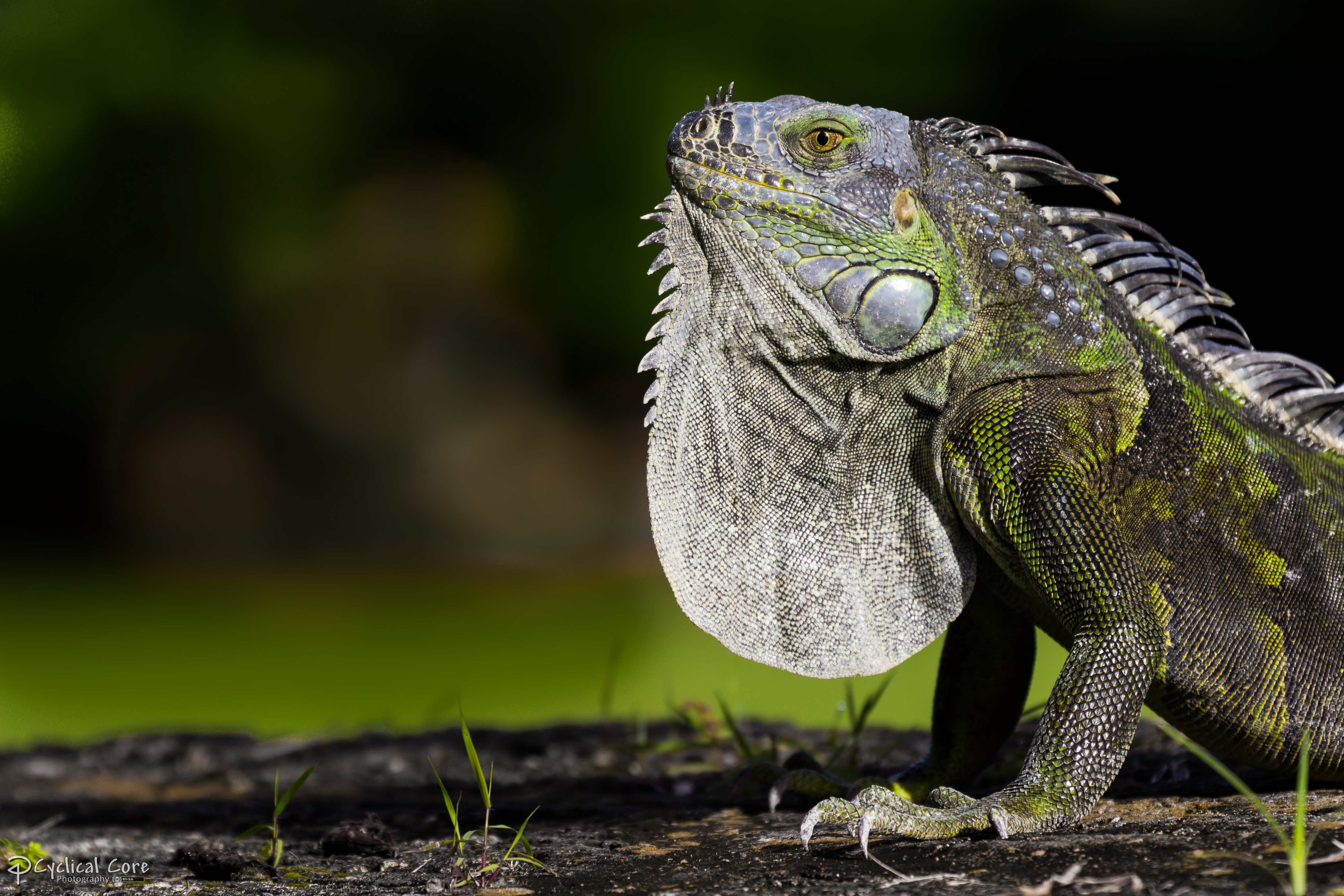 Iguana dewlap