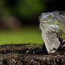 Iguana on the move