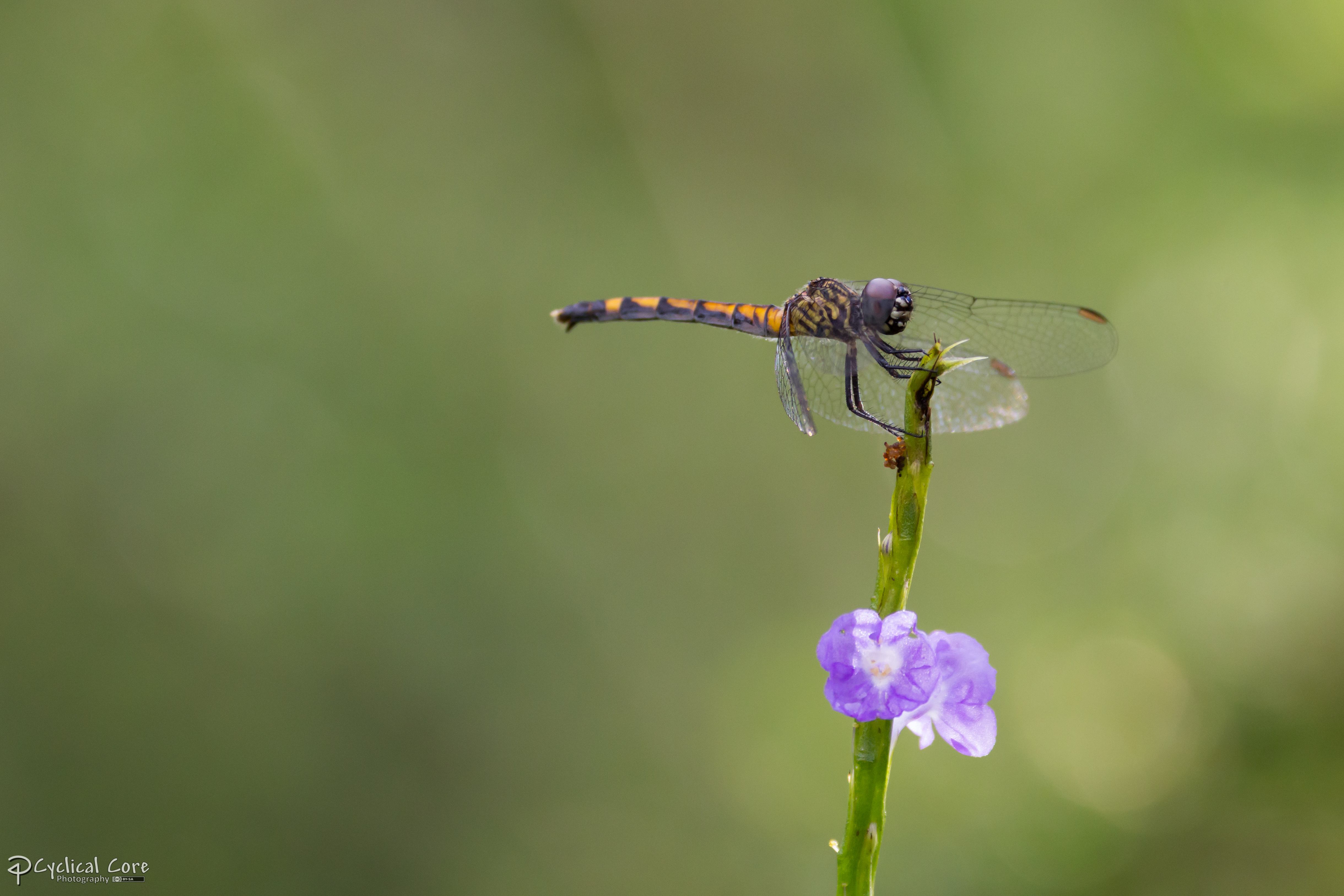 Dragonfly and purple flower