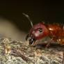 Florida carpenter ant