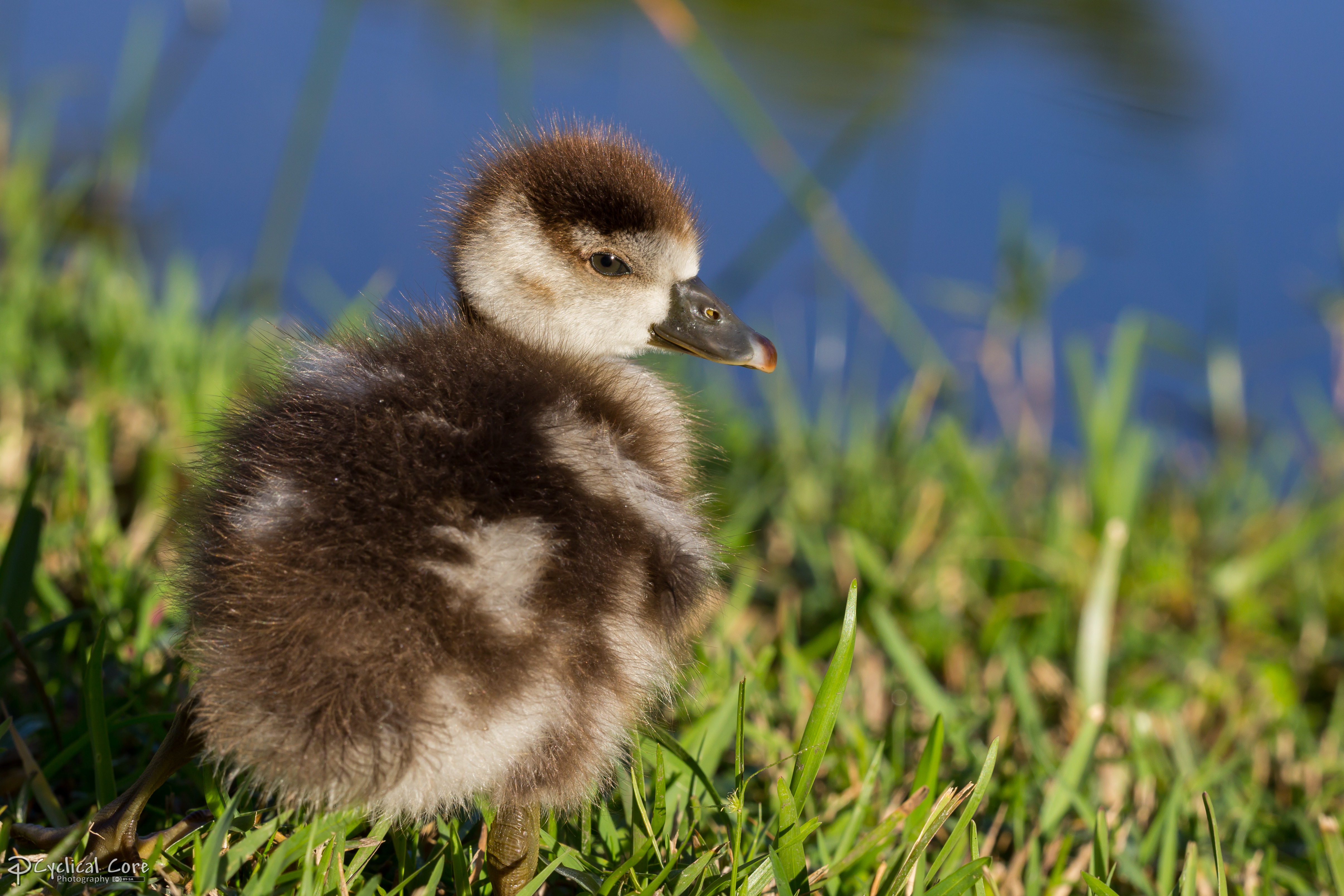 Baby Egyptian goose again 2