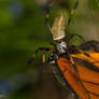 Orbweaver with monarch 2