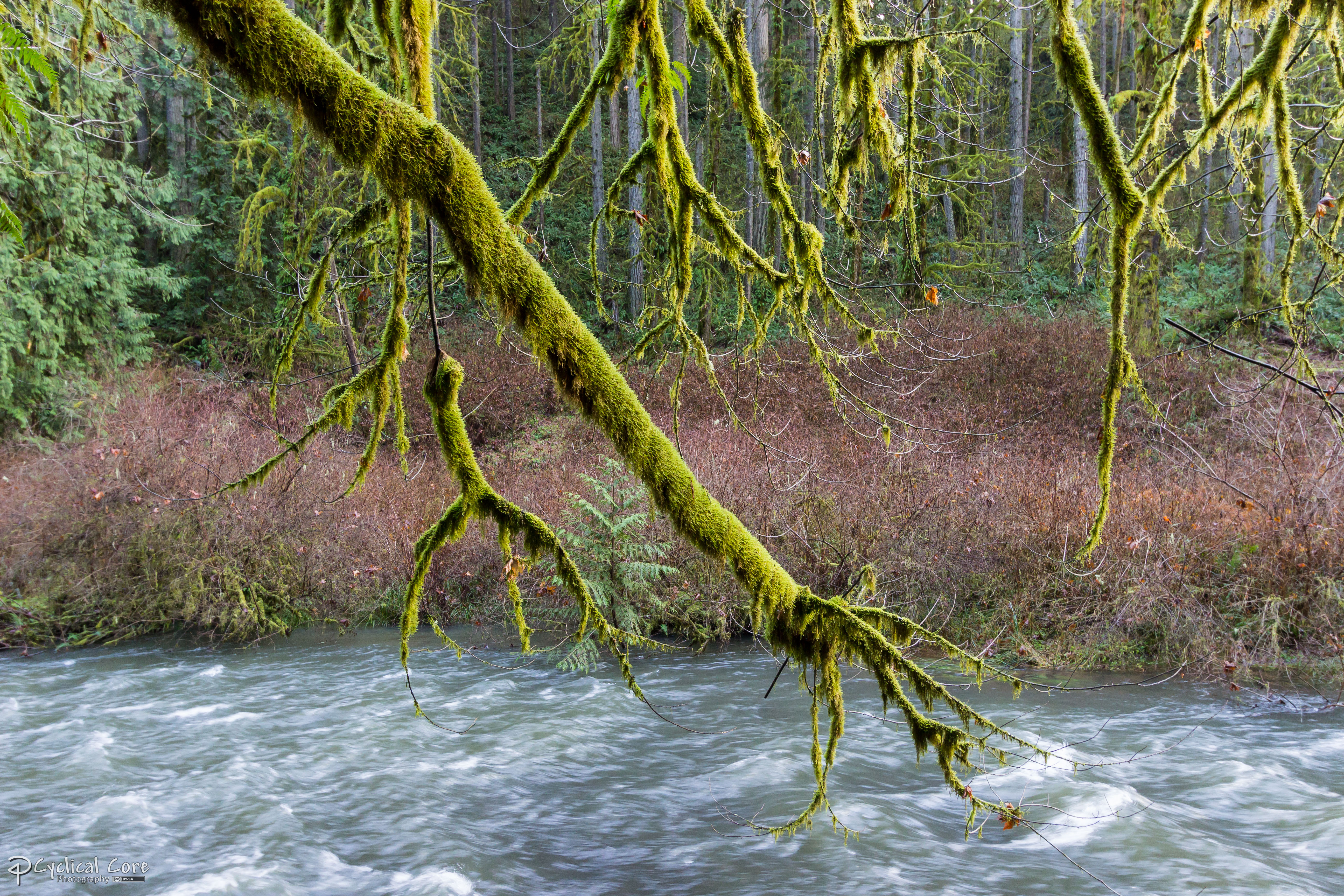 Moss covered tree