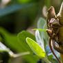 Brown anoles mating