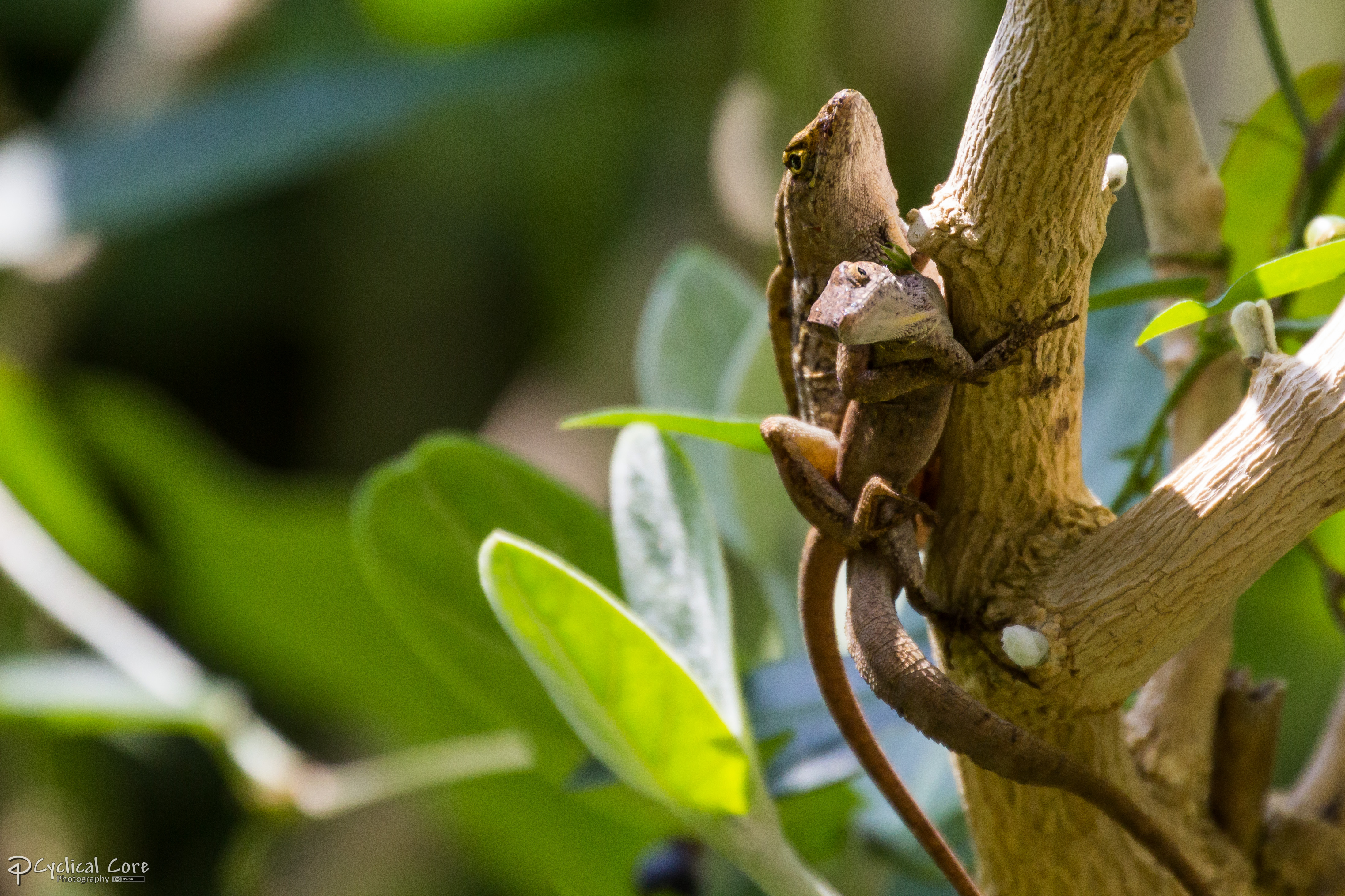 Brown anoles mating