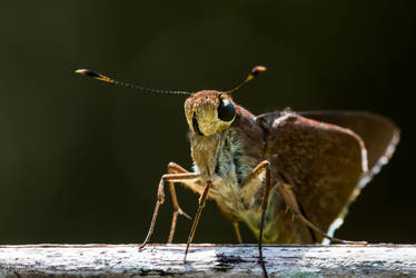 Large skipper butterfly 2