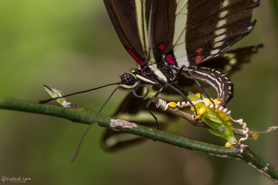 Zebra longwing butterfly laying eggs by CyclicalCore