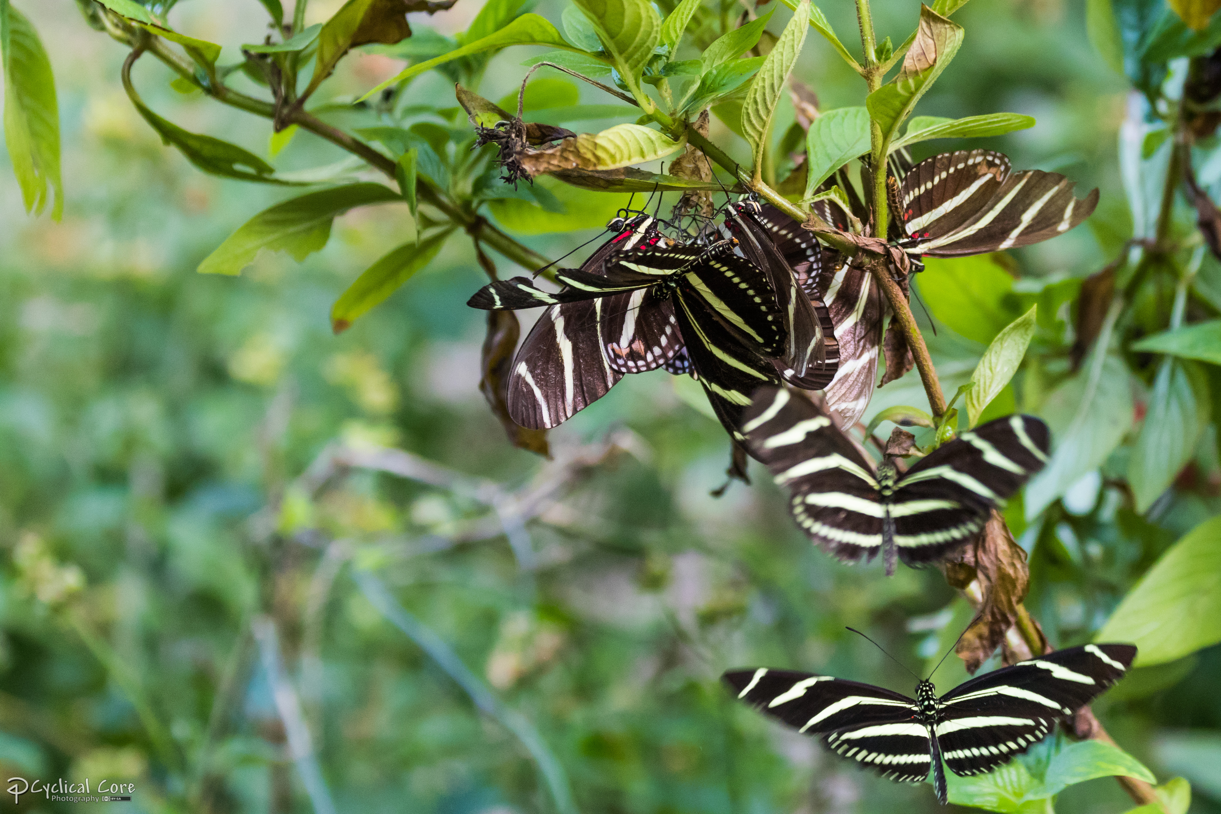 Rabble of zebra longwing butterflies 2