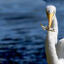 Great egret with fish 2