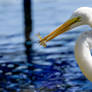 Great egret with fish 1