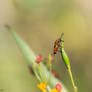 Solitary milkweed bug