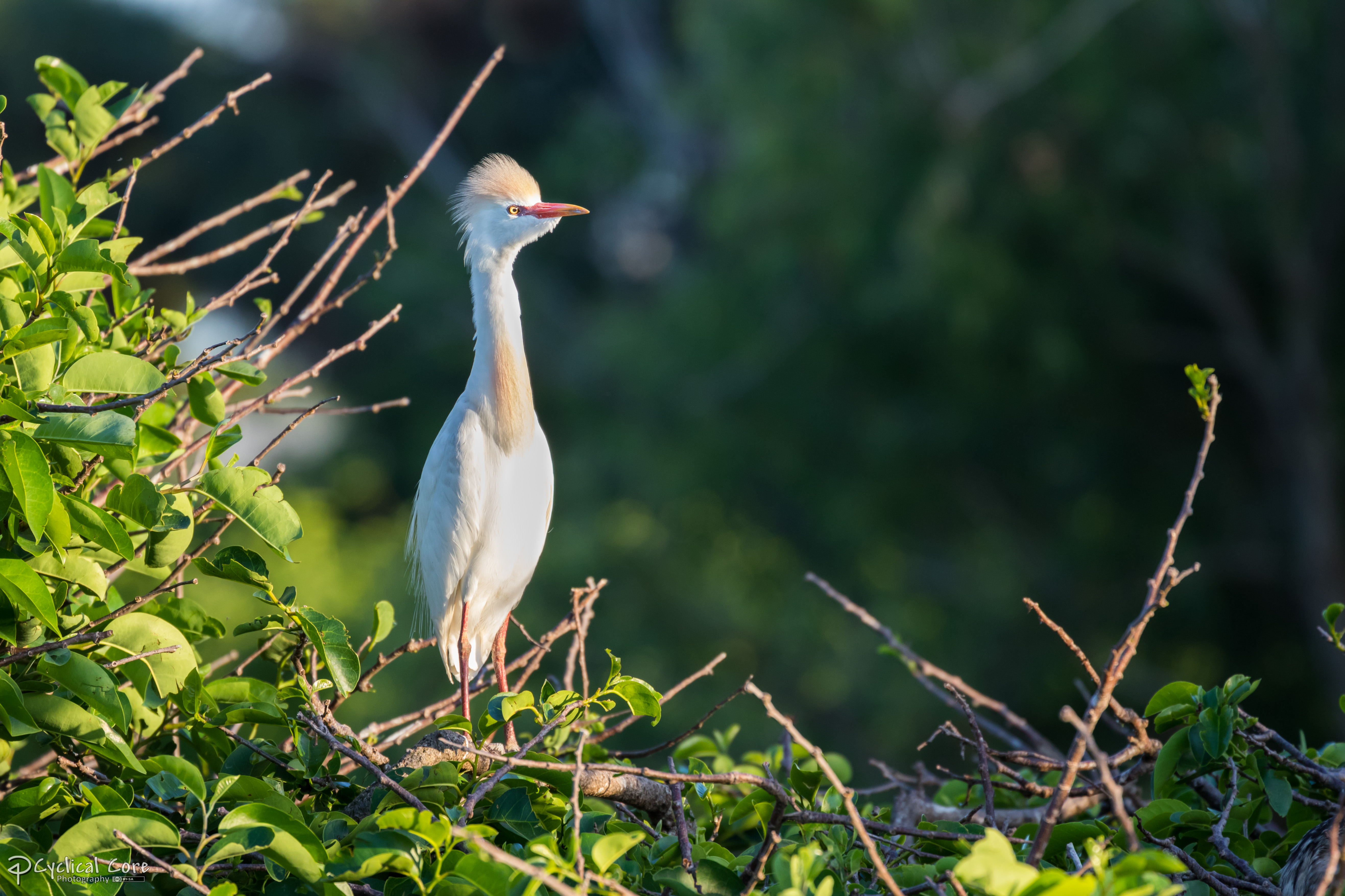 Pensive cattle egret