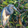 Tricolor heron looking pensive