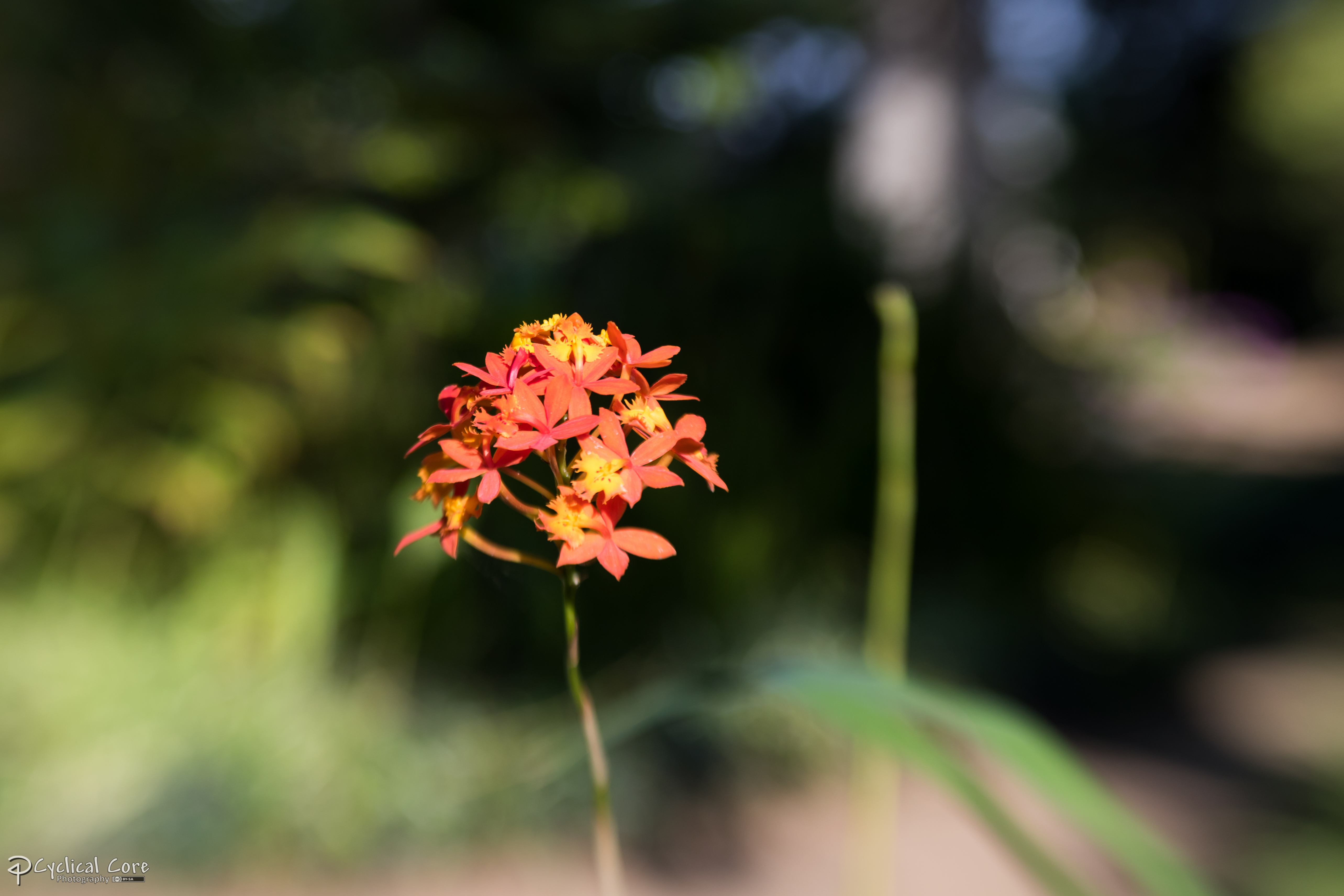 Orange flower