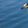 Yellow-crowned night heron 4