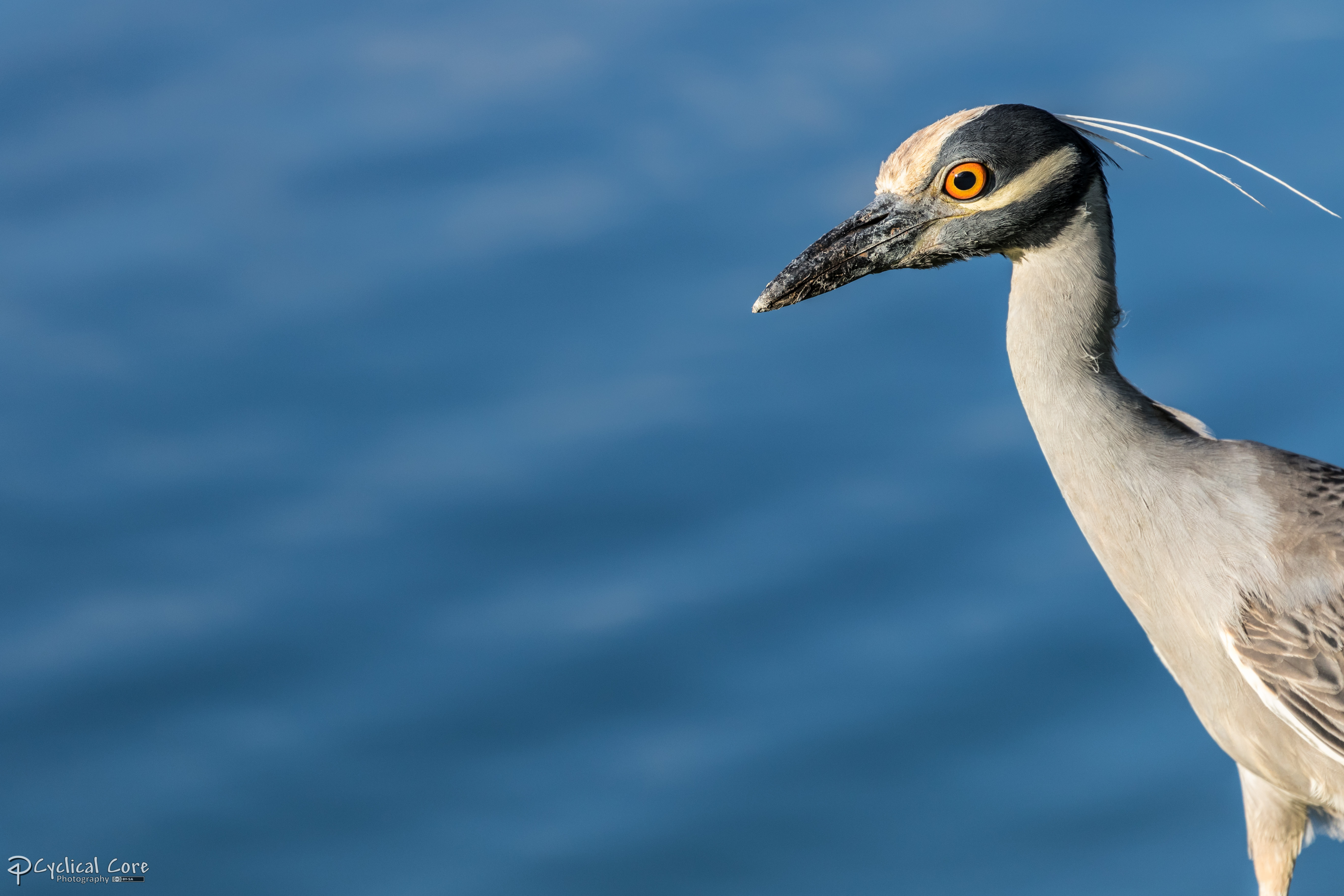 Yellow-crowned night heron 4