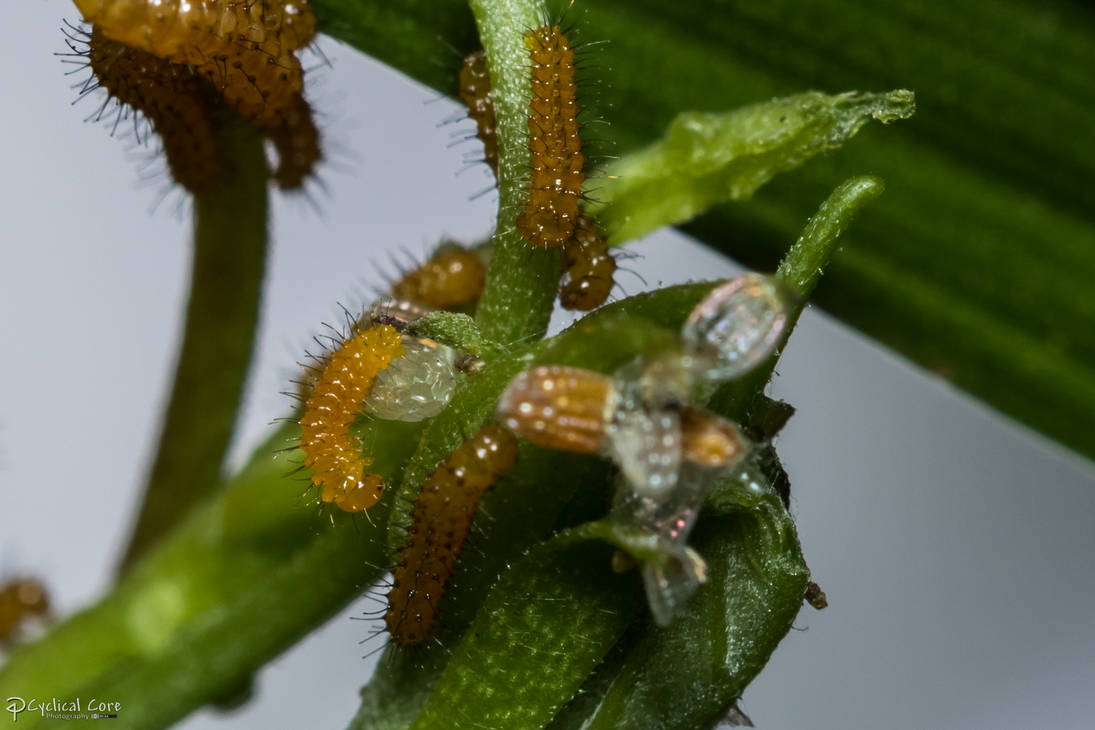 New zebra longwing caterpillars 2 by CyclicalCore