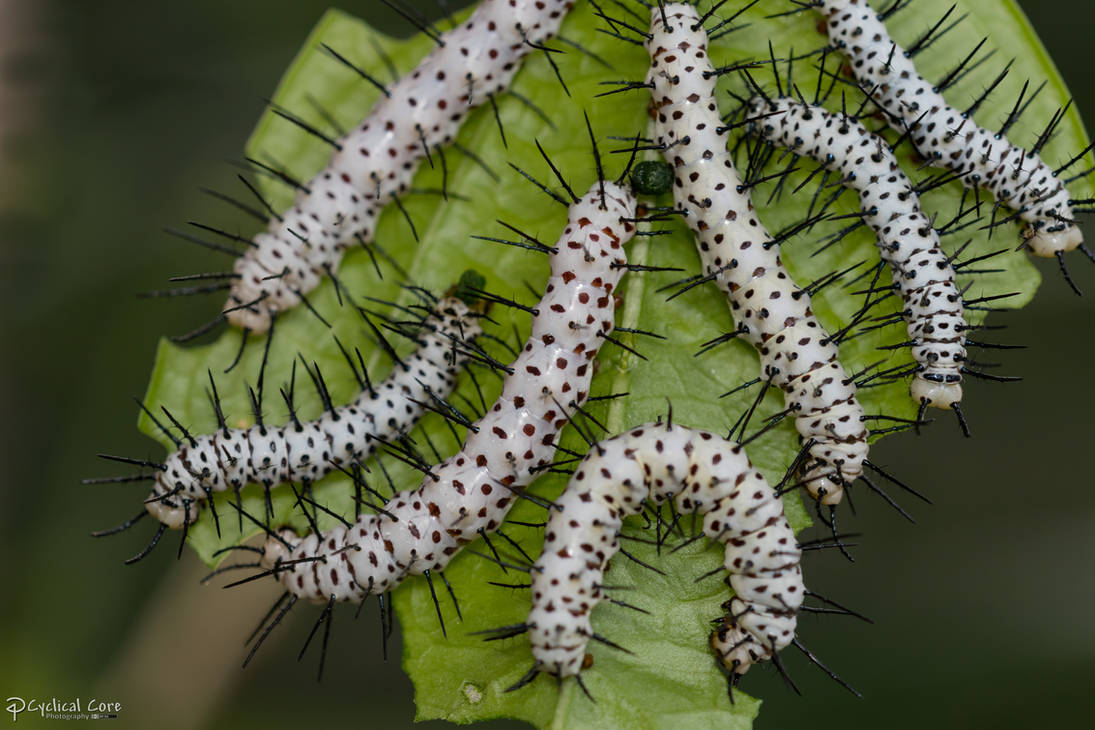 Fourth-fifth instar zebra longwing caterpillars by CyclicalCore