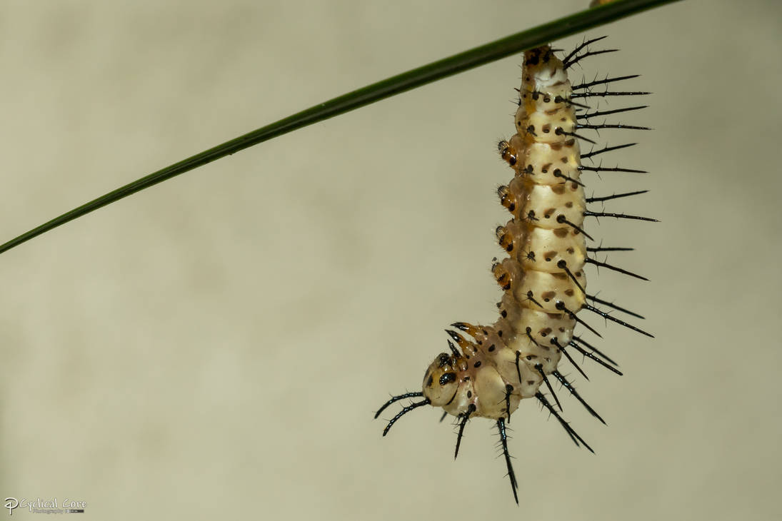 Zebra longwing caterpillar hanging J by CyclicalCore