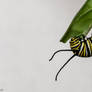 Monarch caterpillar eating