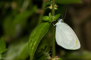 Barred yellow butterfly