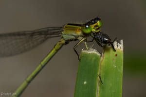 Green damselfly with prey