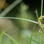 Climbing through the grass