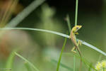 Climbing through the grass by CyclicalCore