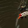 Spiny orbweaver spider with prey