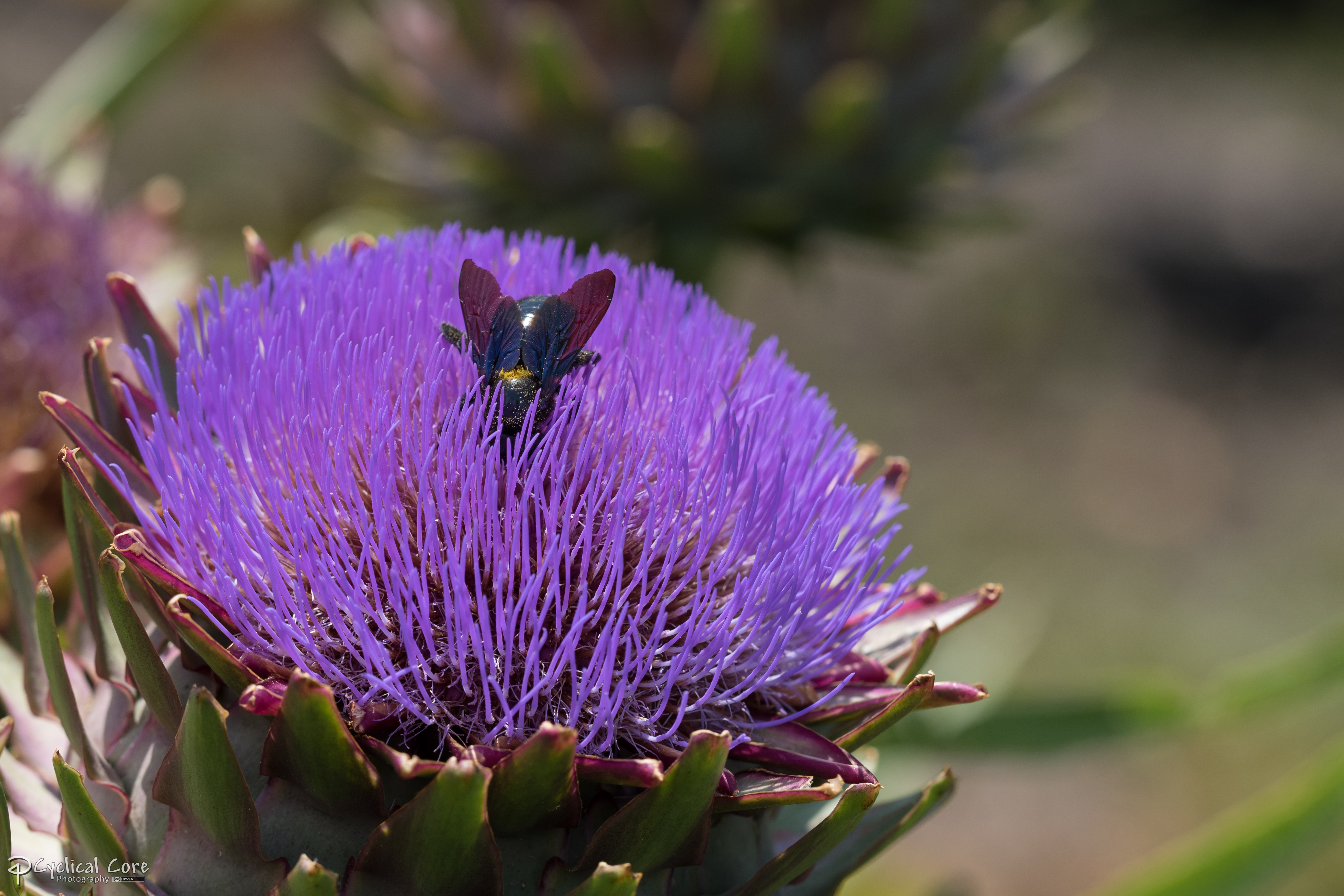 Big bee in an artichoke