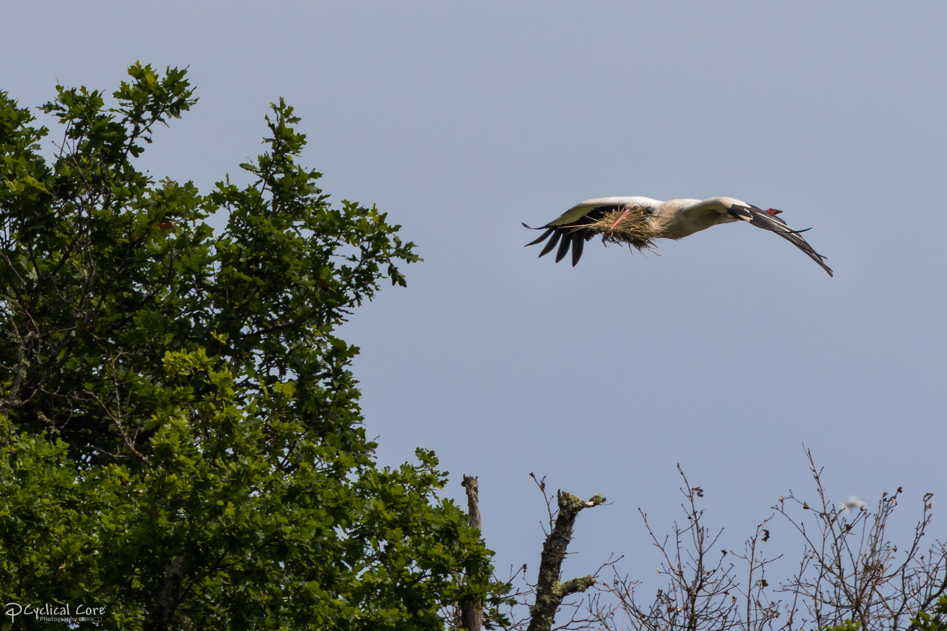 White stork with nesting material