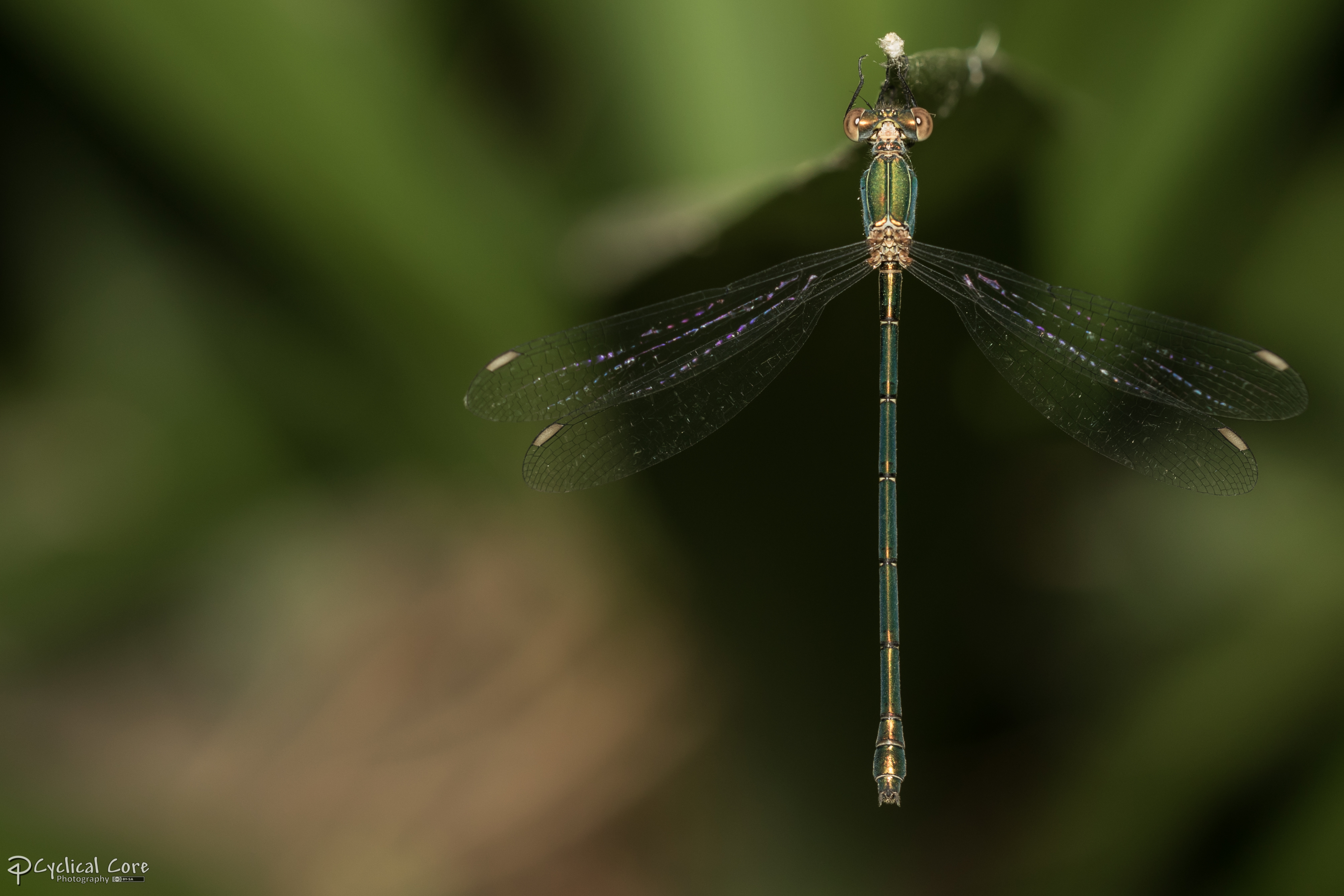 Spread-winged Damselfly