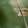 Dragonfly in the sun